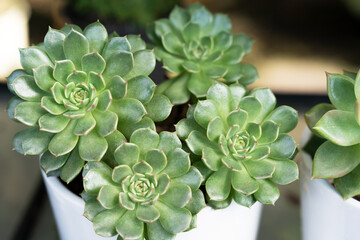 Graptoveria olivia succulent Graptopetalum x Echeveria in a pot