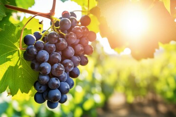 Breathtaking grape plantations. Luscious ripe grapes drenched in radiant warm sunshine. Copy space - obrazy, fototapety, plakaty