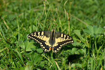 Old World swallowtail (papilio machaon) butterfly in a green meadow