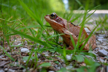 Agile frog (rana dalmatina) next to a country road in the bavarian alps