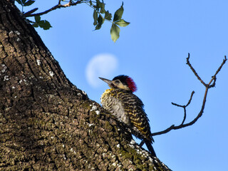 green-barred woodpecker (colaptes melanochloros) on a tree against the moon in Buenos Aires, Argentina