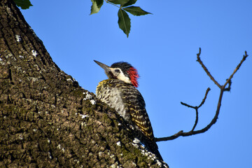 green-barred woodpecker (colaptes melanochloros) on a tree in Buenos Aires, Argentina