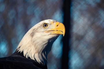 Portrait of an American male Bald Eagle.