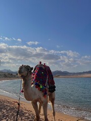 camel on beach.