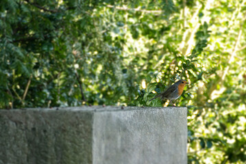 European robin (Erithacus rubecula) sitting on a stone in Zurich, Switzerland