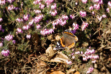Red admiral butterfly (Vanessa Atalanta) sitting on a pink flower in Zurich, Switzerland