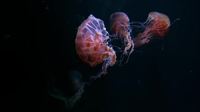 Black sea nettle Jellyfish, 4K UHD