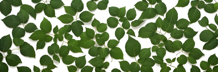 Fototapeta na wymiar Green leaves resting on a white background