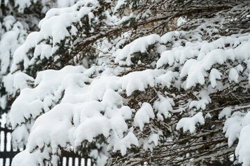 A snowy pine branch in the winter forest. The photo captures the natural beauty of a pine branch covered with snow and ice crystals in the winter forest.