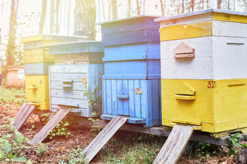 Colorful hives of bees in forest. Wooden beehives for bees near trees.