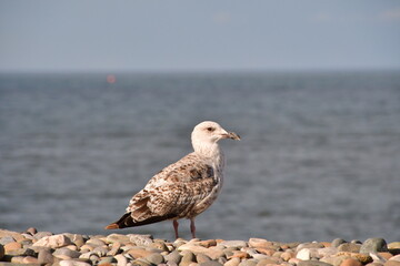 seagull on the beach, bray, county wicklow, ireland