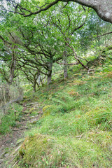 Footpath in Glenborrodale Nature Reserve, Scotland