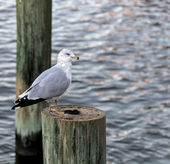 seagull sitting on a barge pole in nyc harbor (wooden plank in the water) wood post sticking out of the river
