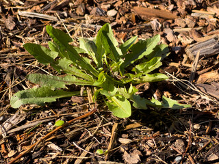 A weed in the bark dust