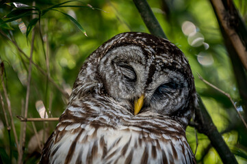 Barred Owl or Hoot Owl