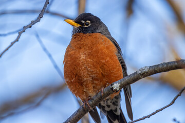A robin red breast bird clings to a branch in this closeup photograph. 