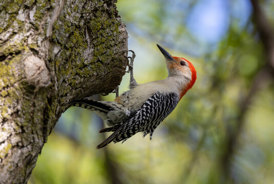 Red Bellied Woodpecker in tree, clinging to bark with talons