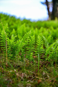 Green fern, common spotted fern (Polypodium vulgare), shortened spotted fern or also known as angelsweet and stone fern, illuminated from the background