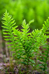 Green fern, common spotted fern (Polypodium vulgare), shortened spotted fern or also known as angelsweet and stone fern, illuminated from the background
