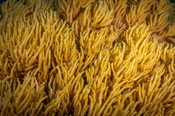 Colorful soft corals on coral reef in the Pacific Ocean
