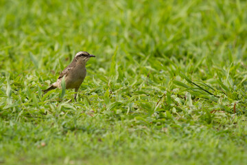 P&aacute;ssaro na grama