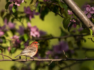 House Finch perches in a flowering crabapple tree in spring.