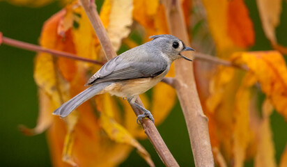 Titmouse bird clinging to dead tree with autumn colors in the background.