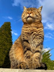 Cat with closed eyes sits against sky.