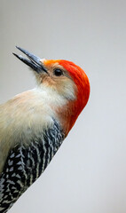 Head of red bellied woodpecker with clear background
