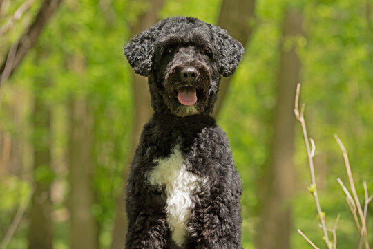  Portuguese Water Dog 