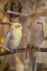 Parrots are sitting on a cage.Cute cockatiels.Cockatiel parrots pets.Parrots are playing.
Caring for pets.Two parrots.Smart bird.Bird with a crest.Cute animal.Funny bird.Parrot looks.Cockatiel.Pet.