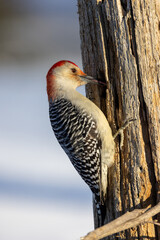 Red Bellied Woodpecker on dead tree trunk with soft sunlight