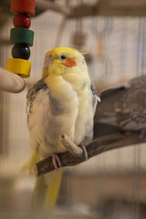 Beautiful photo of a bird. Ornithology.Funny parrot.Cockatiel parrot.
Home pet yellow bird.Beautiful feathers.Love for animals.Cute cockatiel.Home pet parrot.A bird with a crest.Natural color.
memes.