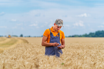 Naklejka na ściany i meble Farmer standing in wheat field looking at his tablet.