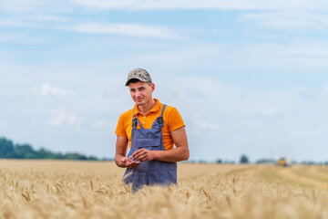 Farmer standing in wheat field looking at his crop