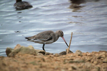 A close up of a Black Tailed Godwit