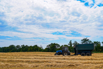 Fototapeta premium Tractor collects the hay in field against the blue sky