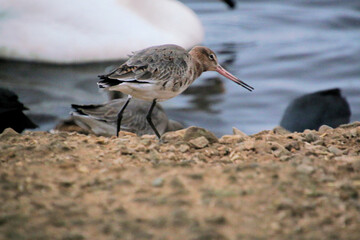 A close up of a Black Tailed Godwit