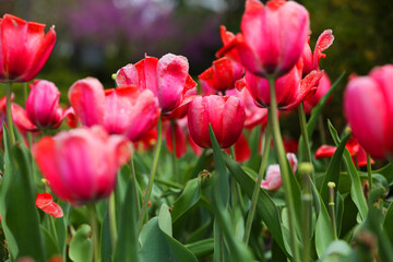 red and pink flower tulips in a garden.