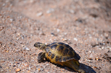 Central Asian desert turtle close-up, selective focus, copy space