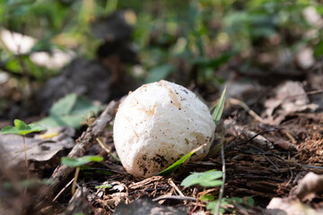 Medicinal mushroom Veselka (Phallus) with a white round cap, growing in the forest. Alternative medicine