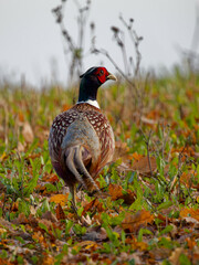 Faisan oiseau