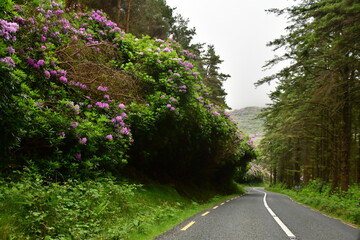 Obraz premium Rhododendron plants/flowers in Knockmealdown Mountains, The Vee Pass, County Tipperary, Ireland