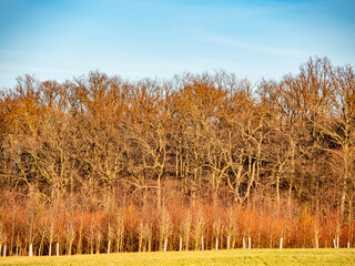 Baumschule am Waldrand and im Winter