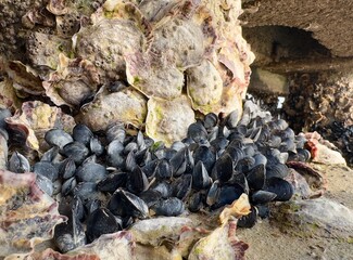 Oysters and mussels on a coral reef at the beach, mussels in the sea in their natural habitat, mussels clinging to rocks in the sea