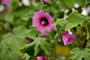 close up of a pink flower