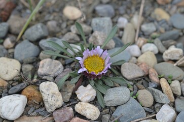 Blooming common Townsend daisy Townsendia leptotes