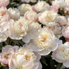 Charming Peonies: The Beauty of White and Pink in Close-Up 