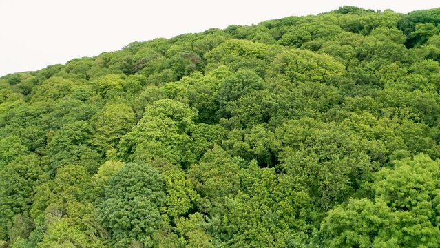 Forest canopy to field reveal during summer aerial