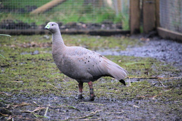 goose on the beach
